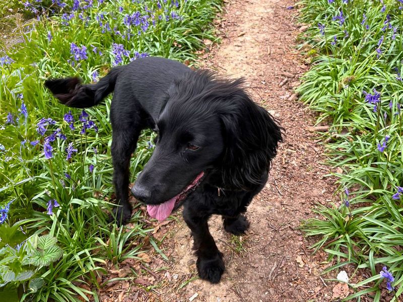 Cocker Spaniel for adoption in Newton Tony, Wiltshire – 10 years old