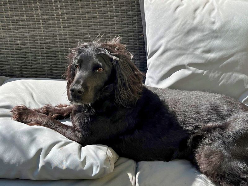 Cocker Spaniel for adoption in Newton Tony, Wiltshire – 10 years old - Image 3 of 3