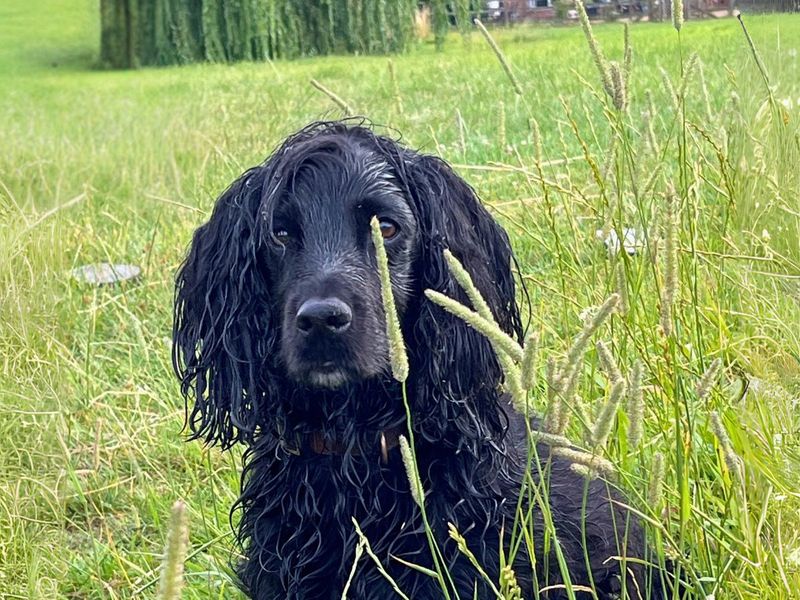 Cocker Spaniel for adoption in Newton Tony, Wiltshire – 10 years old - Image 2 of 3
