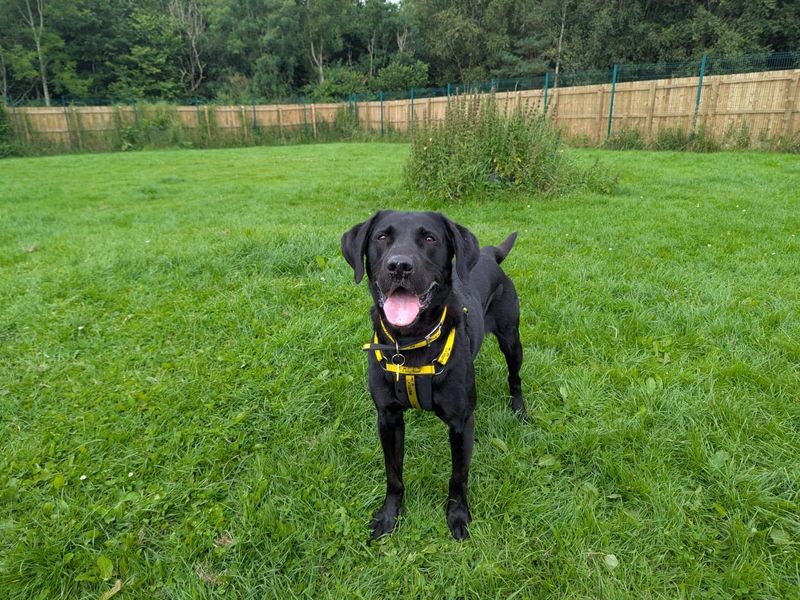 Ralph | Retriever (Labrador) | West Calder (Edinburgh) - 1