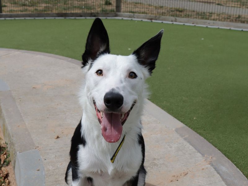 Border Collie for adoption in Evesham, Worcestershire – 1 year old - Image 2 of 2