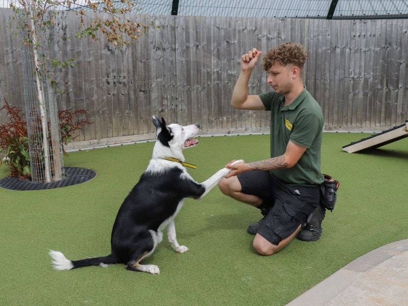 Border Collie for adoption in Evesham, Worcestershire – 1 year old