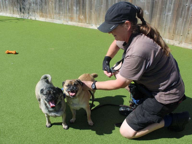 Pug for adoption in Evesham, Worcestershire – 8 years old - Image 2 of 2