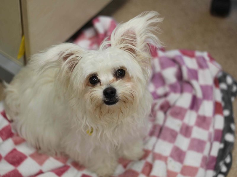 Shih Tzu for adoption in Glasgow, Scotland – 7 months old