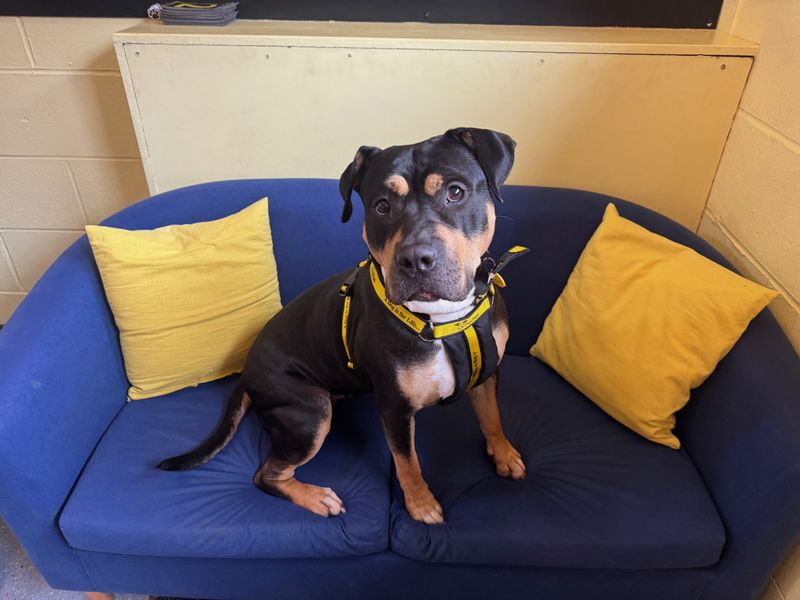 Rottweiler for adoption in West Calder, West Lothian – 3 years old - Image 6 of 6