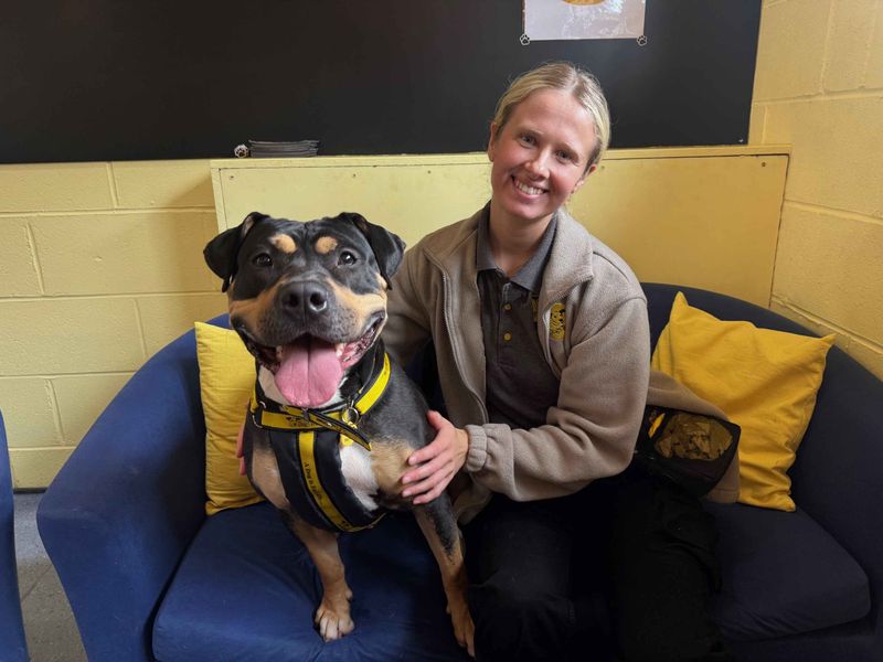 Rottweiler for adoption in West Calder, West Lothian – 3 years old
