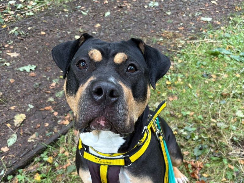 Storm | Rottweiler Cross | West Calder (Edinburgh) - 1