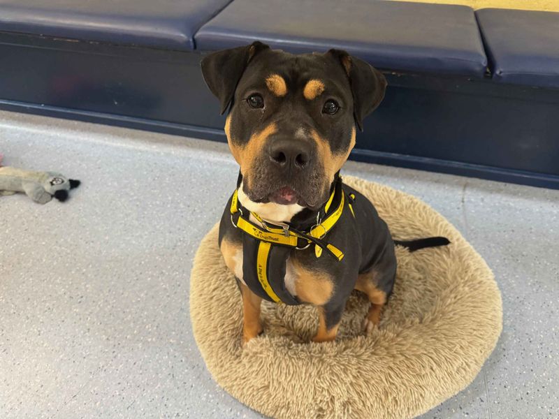 Rottweiler for adoption in West Calder, West Lothian – 3 years old - Image 5 of 6