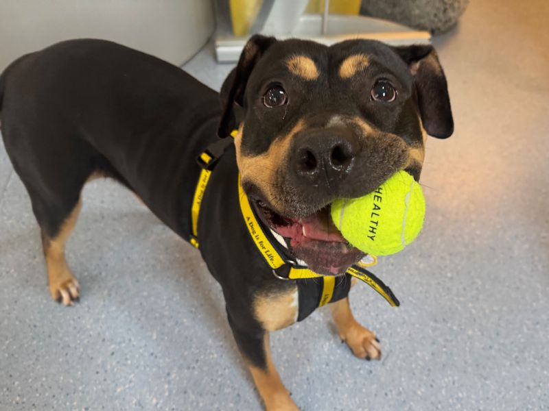Rottweiler for adoption in West Calder, West Lothian – 3 years old - Image 2 of 6