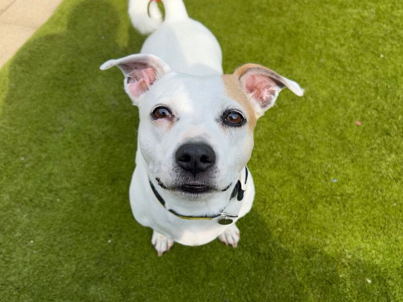 Staffordshire Bull Terrier for adoption in Snetterton, Norfolk – 8 years old