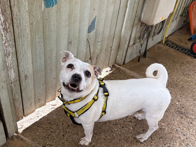 Staffordshire Bull Terrier for adoption in Snetterton, Norfolk – 8 years old - Image 2 of 2