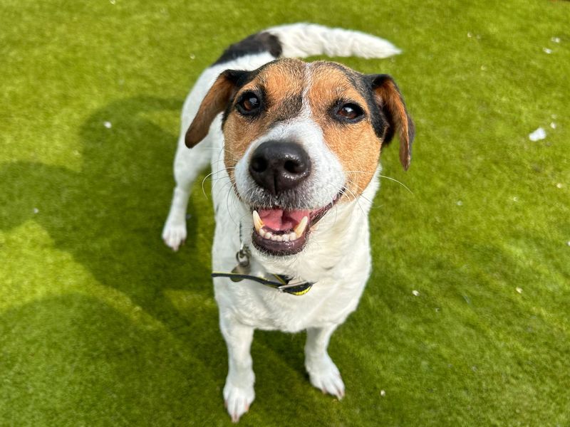 Jack Russell Terrier for adoption in Snetterton, Norfolk – 6 years old - Image 2 of 3