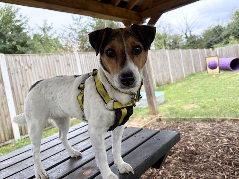 Jack Russell Terrier for adoption in Snetterton, Norfolk – 6 years old - Image 3 of 3
