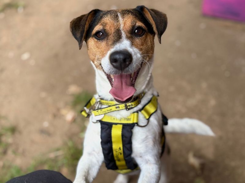 Jack Russell Terrier for adoption in Snetterton, Norfolk – 6 years old