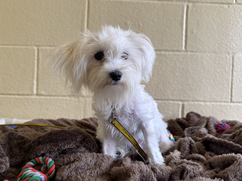 Nemo | Maltese Cross | Basildon (Essex) - 1