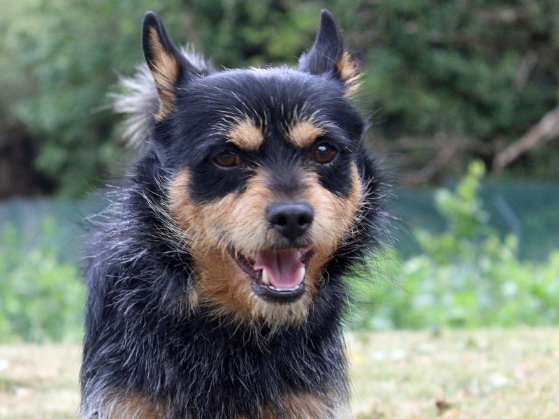 Yorkshire Terrier for adoption in Liverpool, Merseyside – 2 years old