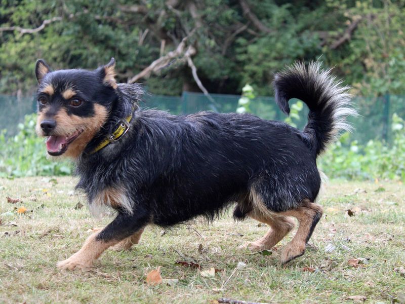 Chihuahua for adoption in Liverpool, Merseyside – 2 years old - Image 3 of 3