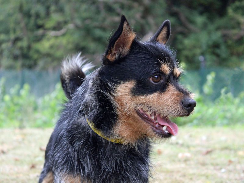 Chihuahua for adoption in Liverpool, Merseyside – 2 years old - Image 2 of 3