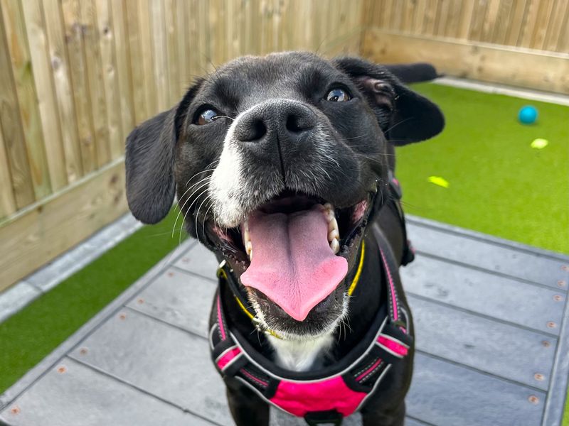 Staffordshire Bull Terrier for adoption in Ballymena, Co Antrim – 11 months old - Image 2 of 2