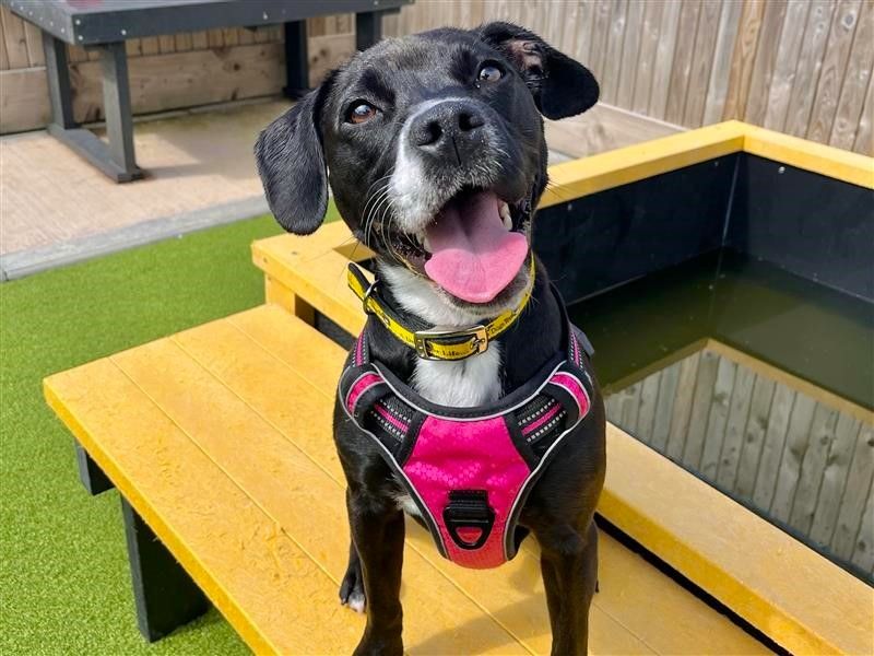 Cocker Spaniel for adoption in Ballymena, Co Antrim – 11 months old