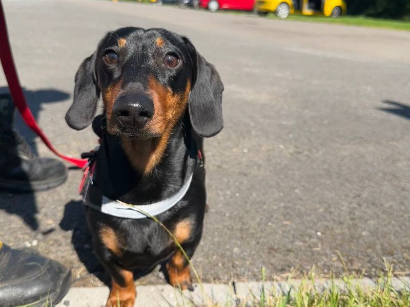 Dachshund for adoption in Mid Glamorgan, Wales – 1 year old