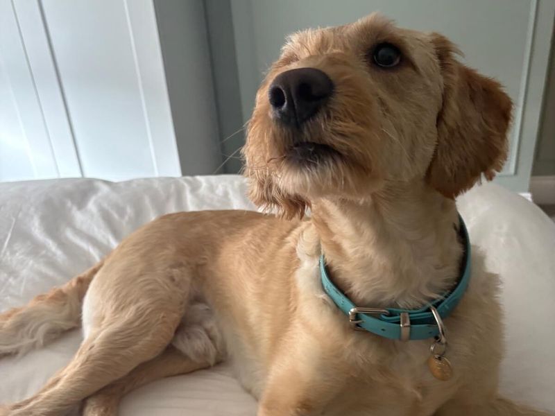 Poodle for adoption in Telford, Shropshire – 3 years old