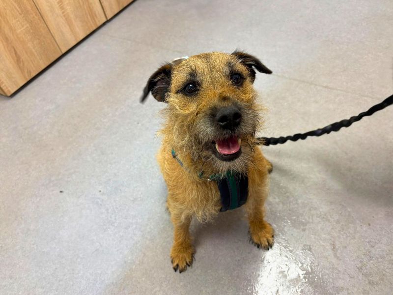 Peggy | Terrier (Patterdale) Cross | Salisbury (Wiltshire) - 1