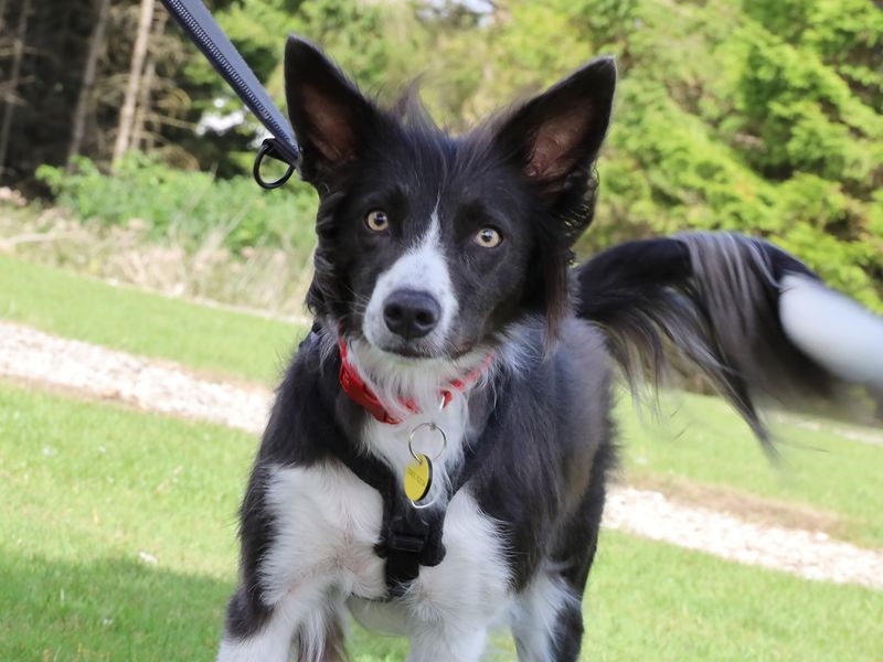 Jack Russell for adoption in Leeds, Yorkshire – 3 years old - Image 2 of 3
