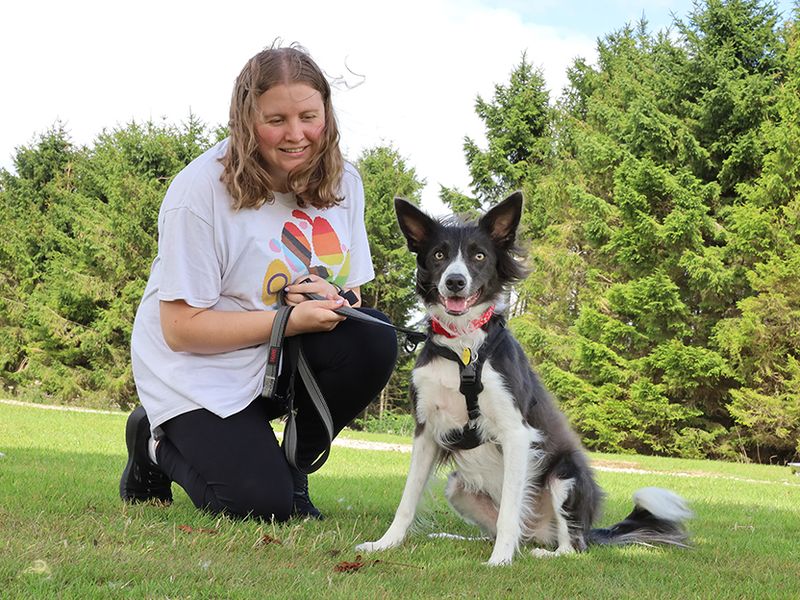 Jack Russell for adoption in Leeds, Yorkshire – 3 years old
