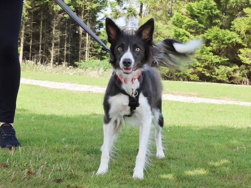 Jack Russell for adoption in Leeds, Yorkshire – 3 years old - Image 3 of 3