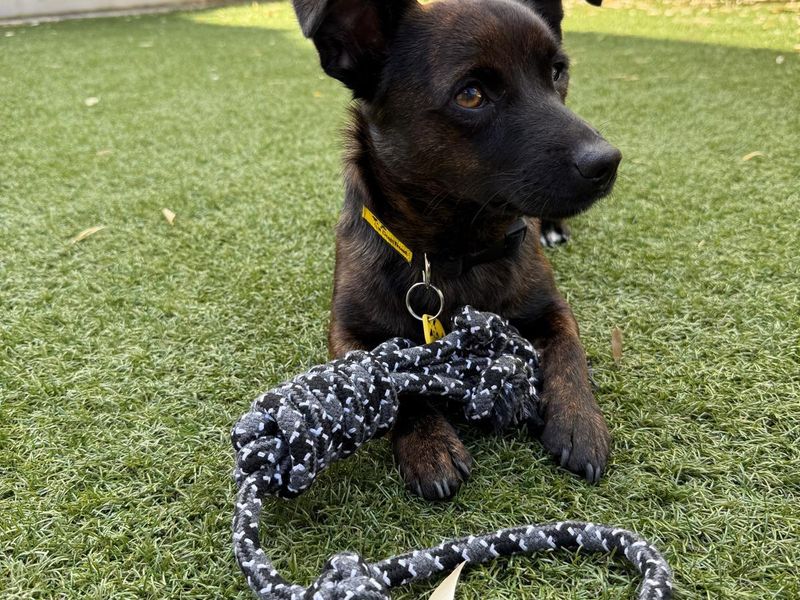 Jack Russell Terrier for adoption in Wymeswold, Leicestershire – 1 year old