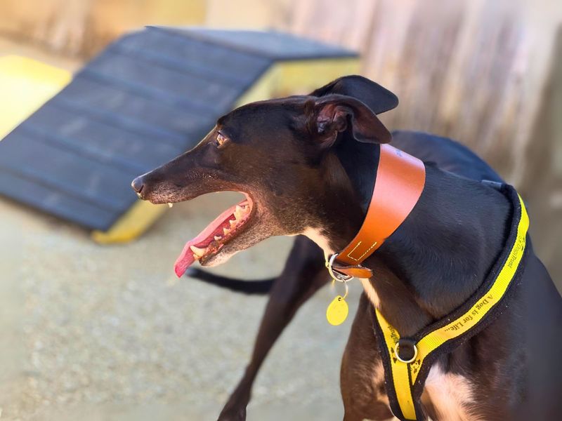 Greyhound for adoption in Newton Tony, Wiltshire – 3 years old - Image 4 of 5