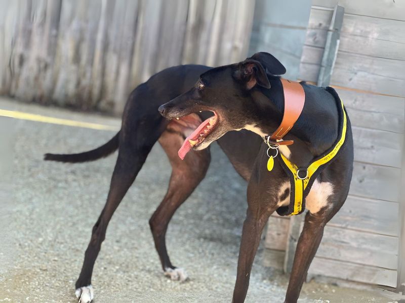 Greyhound for adoption in Newton Tony, Wiltshire – 3 years old - Image 3 of 5
