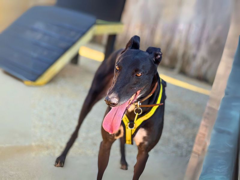Greyhound for adoption in Newton Tony, Wiltshire – 3 years old - Image 5 of 5