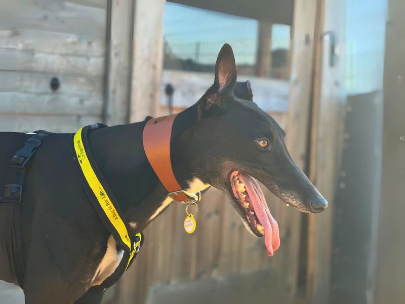 Greyhound for adoption in Newton Tony, Wiltshire – 3 years old