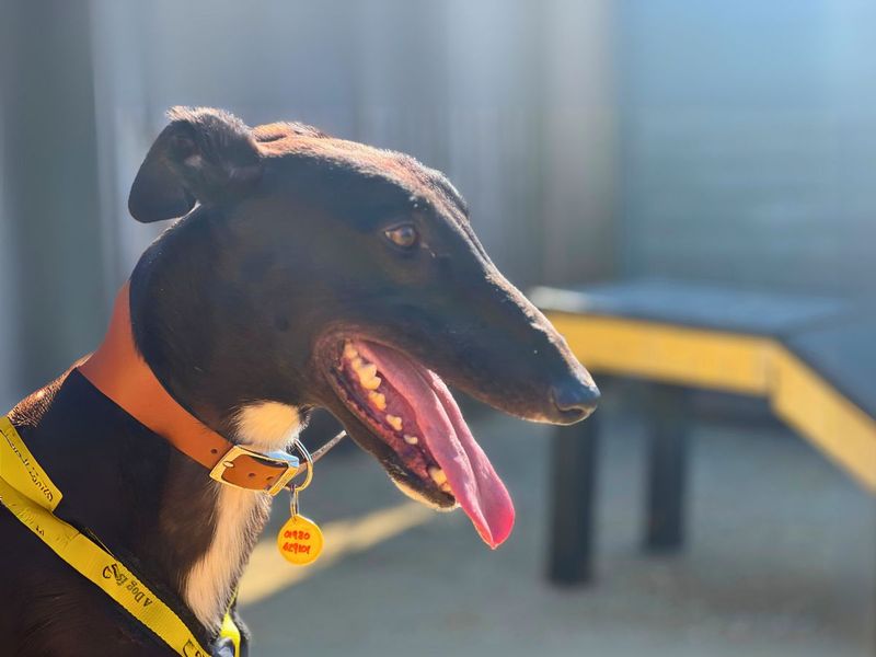 Greyhound for adoption in Newton Tony, Wiltshire – 2 years old - Image 2 of 6