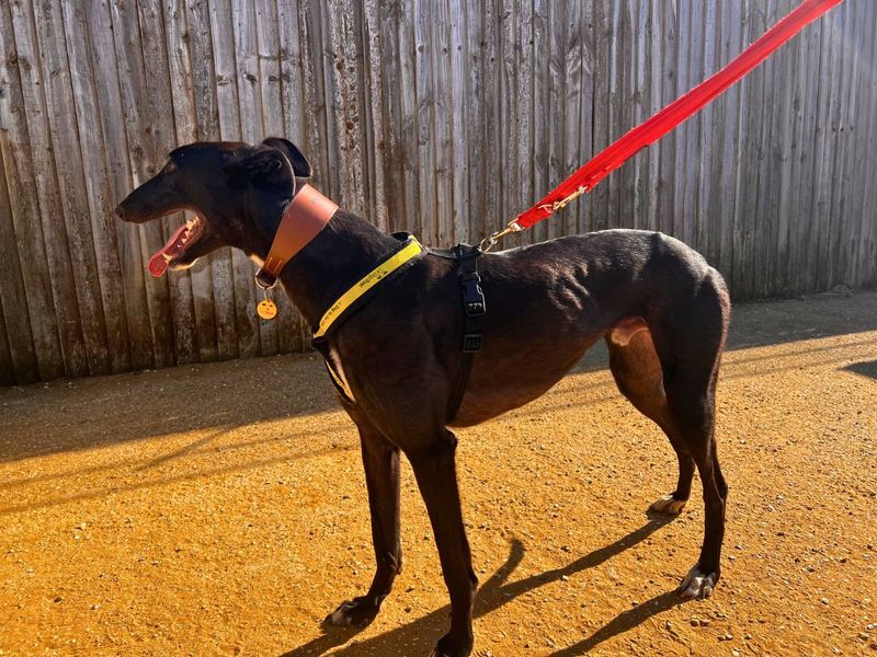 Greyhound for adoption in Newton Tony, Wiltshire – 2 years old - Image 3 of 6