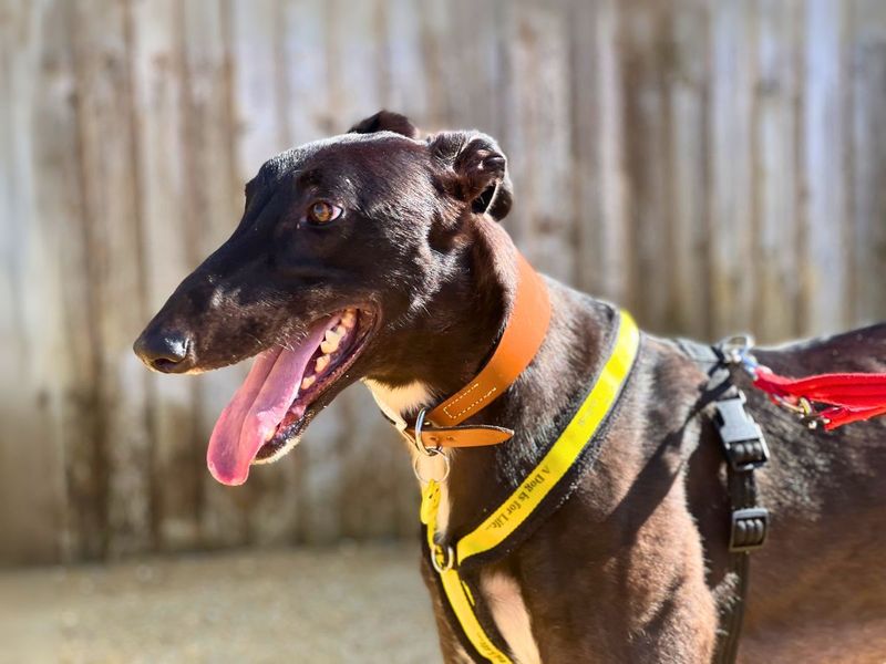 Greyhound for adoption in Newton Tony, Wiltshire – 2 years old - Image 4 of 6