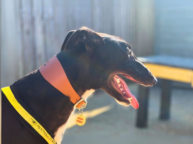 Greyhound for adoption in Newton Tony, Wiltshire – 2 years old - Image 6 of 6