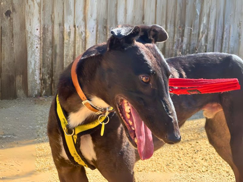 Greyhound for adoption in Newton Tony, Wiltshire – 2 years old