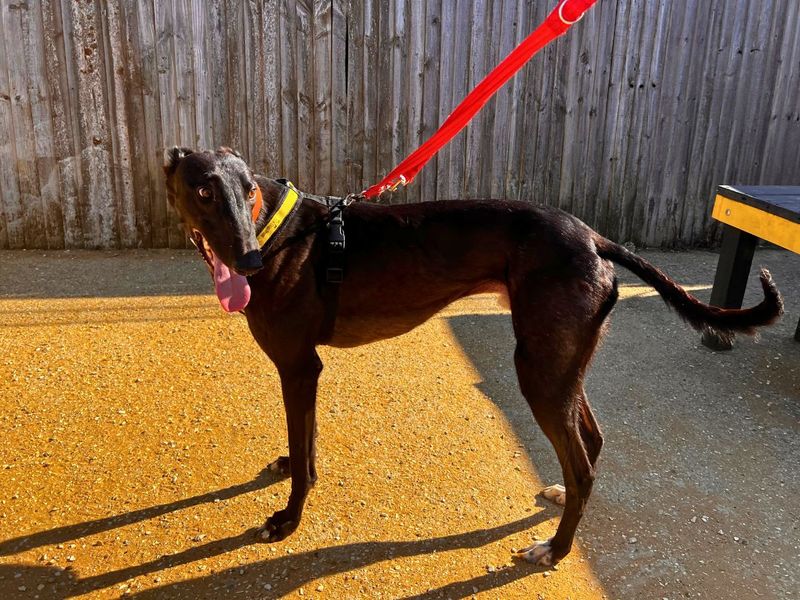Greyhound for adoption in Newton Tony, Wiltshire – 2 years old - Image 5 of 6