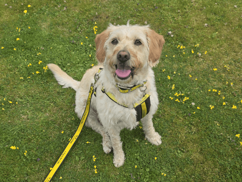 Nova | Retriever (Labrador) Cross | Dundee rehoming - 1