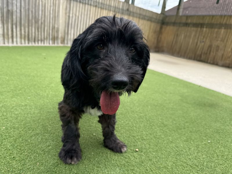 Bandit | Crossbreed | Basildon (Essex) - 1