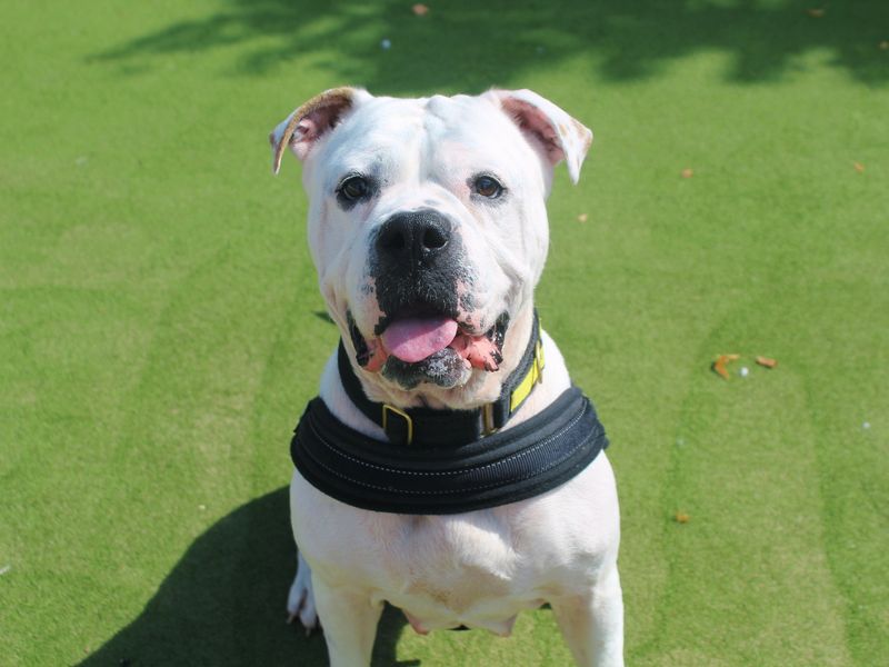 American Bulldog for adoption in Manchester, Greater Manchester – 6 years old - Image 2 of 2