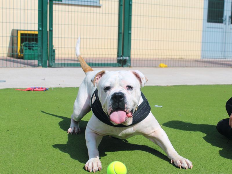 American Bulldog for adoption in Manchester, Greater Manchester – 6 years old