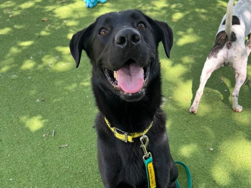 German Shepherd for adoption in Chestfield, Kent – 1 year old