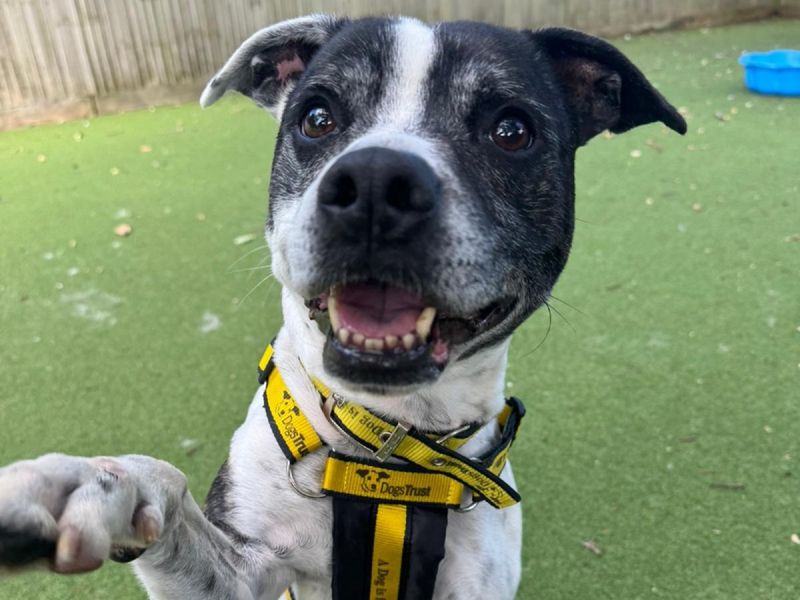 Staffordshire Bull Terrier for adoption in Chestfield, Kent – 6 years old - Image 4 of 4