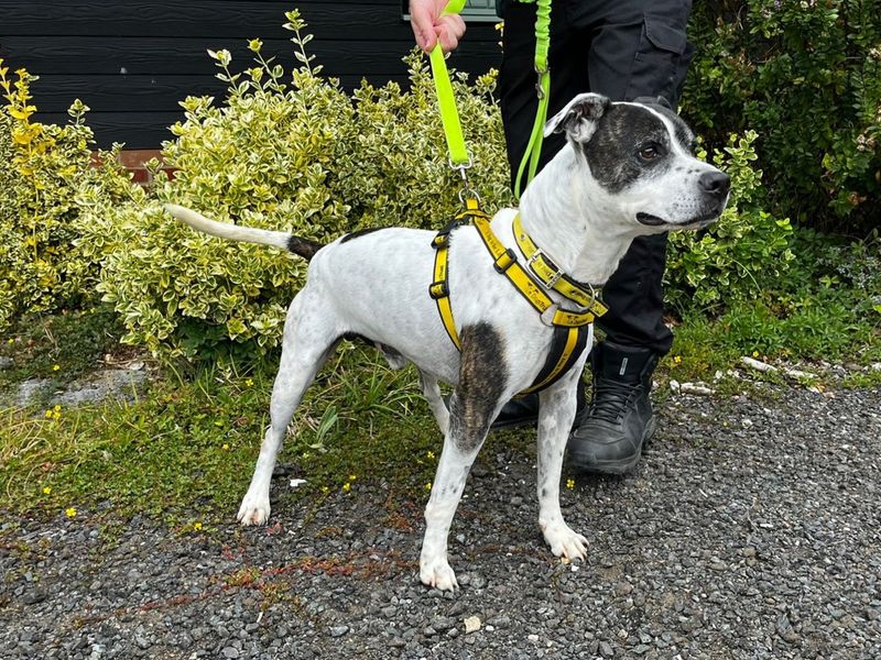 Staffordshire Bull Terrier for adoption in Chestfield, Kent – 6 years old