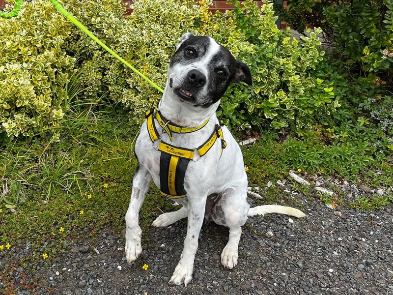 Staffordshire Bull Terrier for adoption in Chestfield, Kent – 6 years old - Image 2 of 4