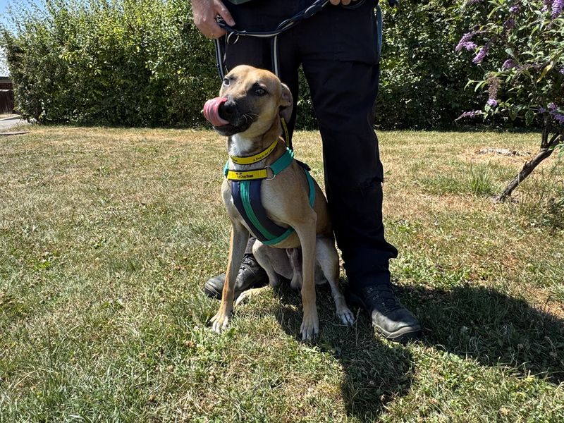 Staffordshire Bull Terrier for adoption in Newton Tony, Wiltshire – 1 year old